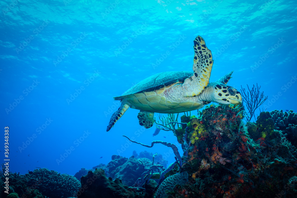 Fototapeta premium Sea Turtle at a Coral Reef of Cozumel