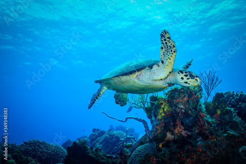 Sea Turtle at a Coral Reef of Cozumel