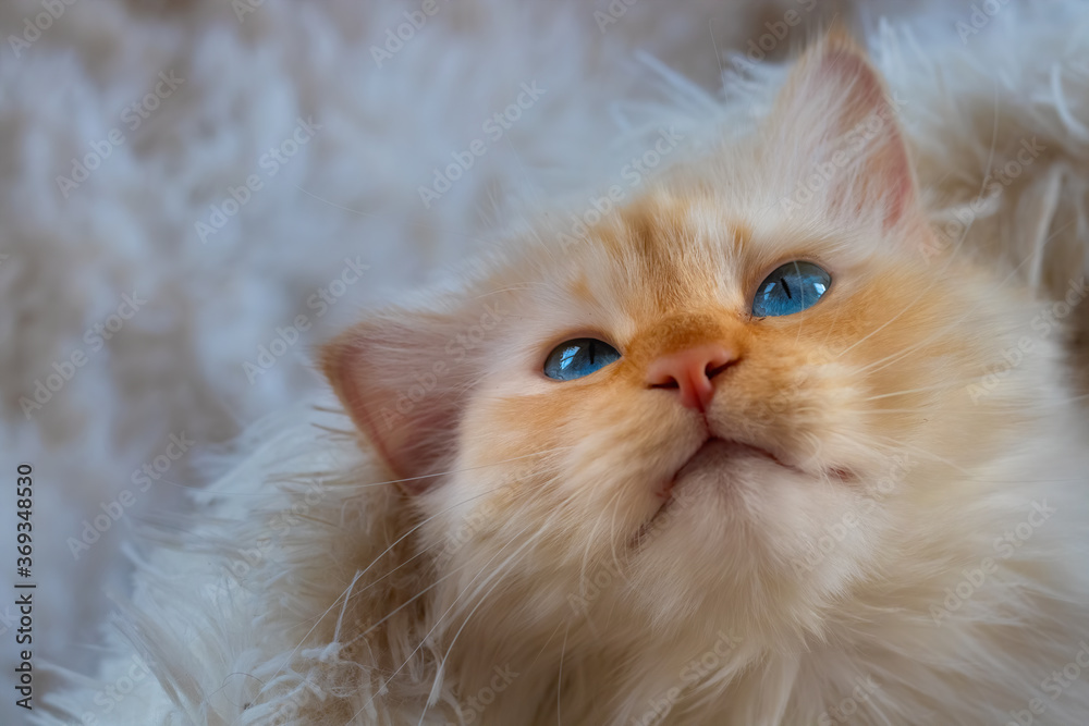 Smiling kitten with blue eyes lying on a fluffy white blanket