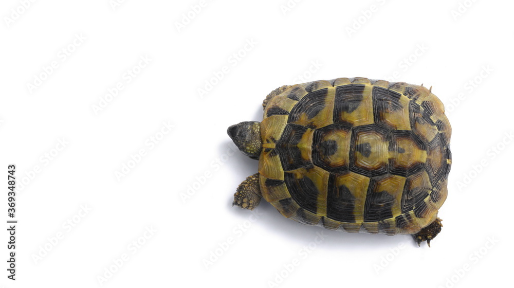 Obraz premium turtle isolated on white background.