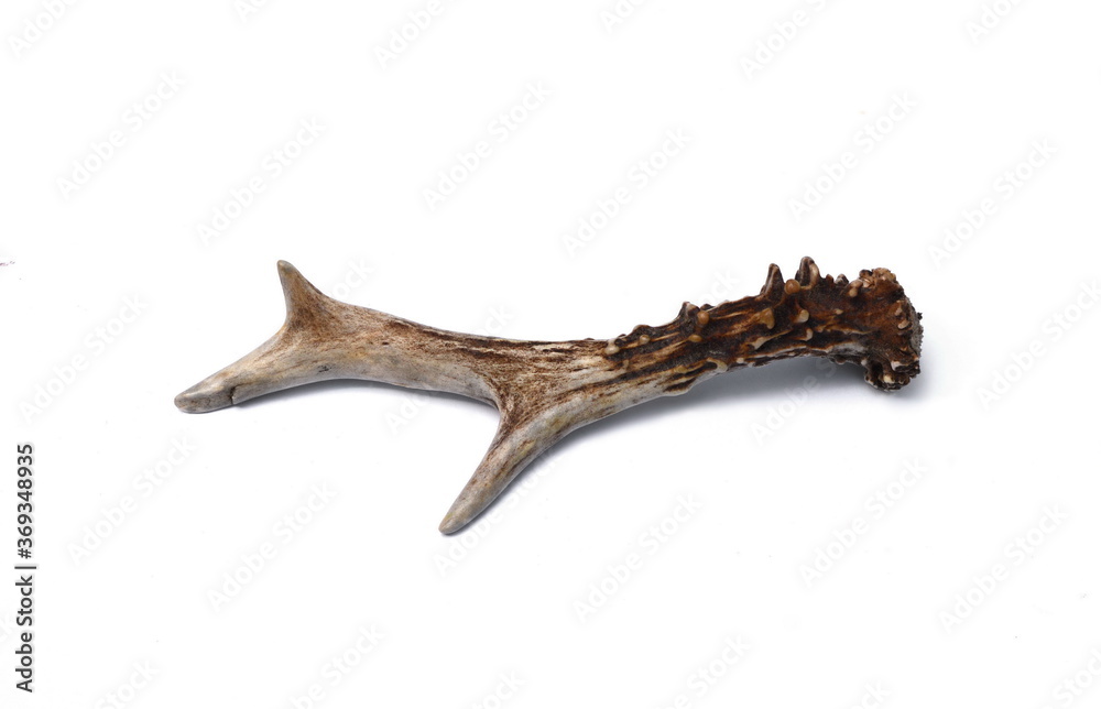 The European roe deer Capreolus capreolus antlers isolated on white background.