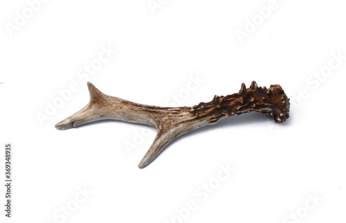 The European roe deer Capreolus capreolus antlers isolated on white background.