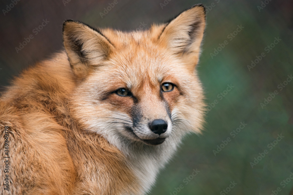 Fototapeta premium Portrait of a red fox