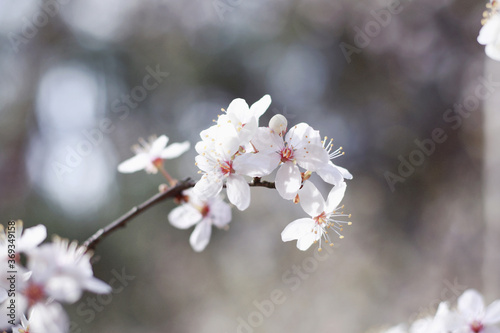 white wild cherry tree blooming at springtime