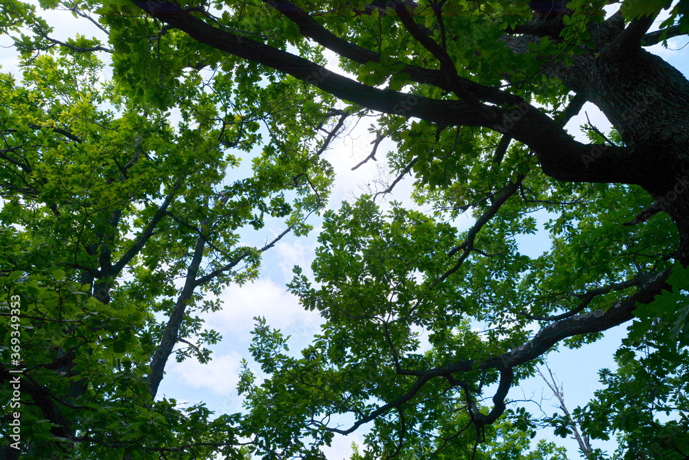 Fototapeta premium leaves of the oak tree in nature. oak leaves background.