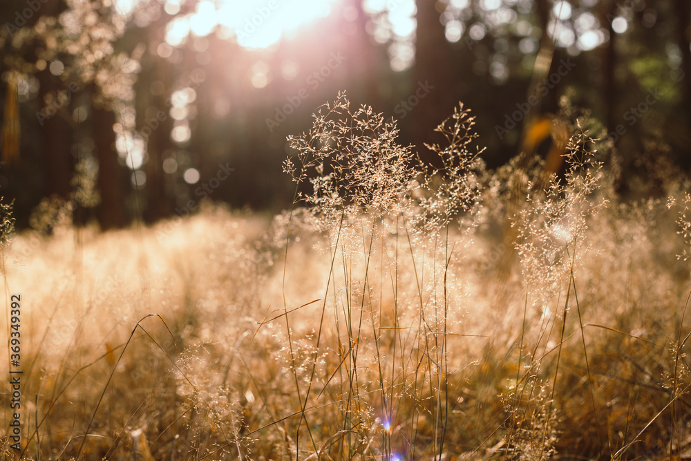 Calm and peaceful sunny landscape with dry grass - photo with selective focus Calm and peaceful sunny landscape with dry grass - photo with selective focus