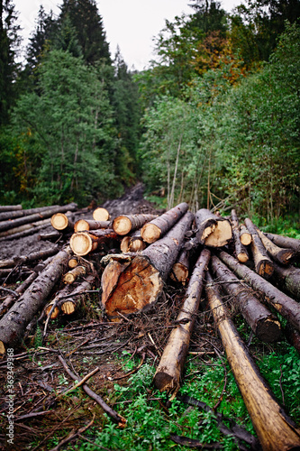 Fototapeta Naklejka Na Ścianę i Meble -  stack of firewood
