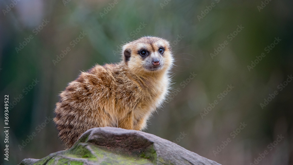 Fototapeta premium A meerkat sitting on a stone