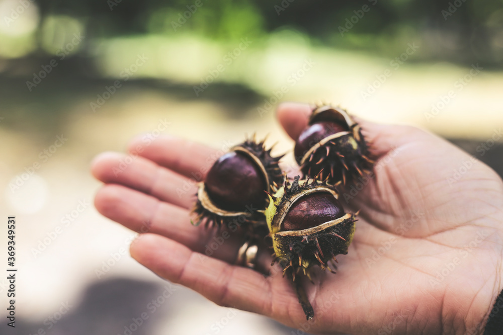 Three ripe and shiny brown chestnuts in woman hand Three ripe and shiny brown chestnuts in woman hand