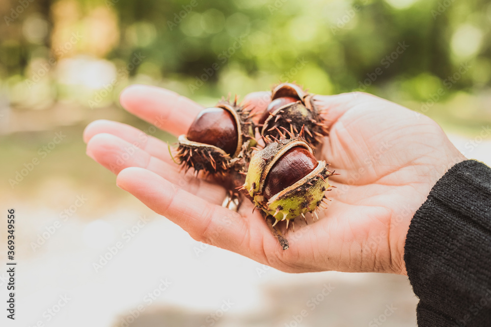 Three ripe and shiny brown chestnuts in woman hand