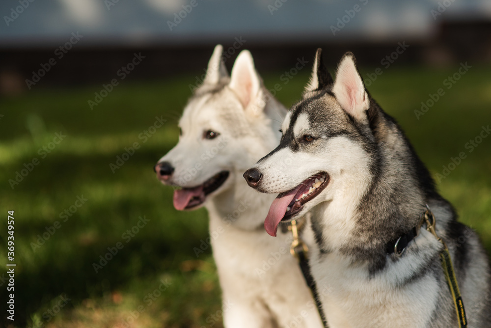Siberian husky dogs playing outdoors