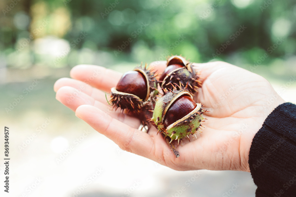 Three ripe and shiny brown chestnuts in woman hand