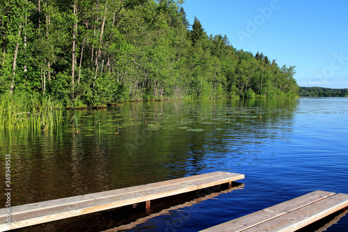 lake in the summer among the forest