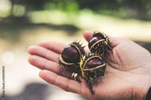 Three ripe and shiny brown chestnuts in woman hand