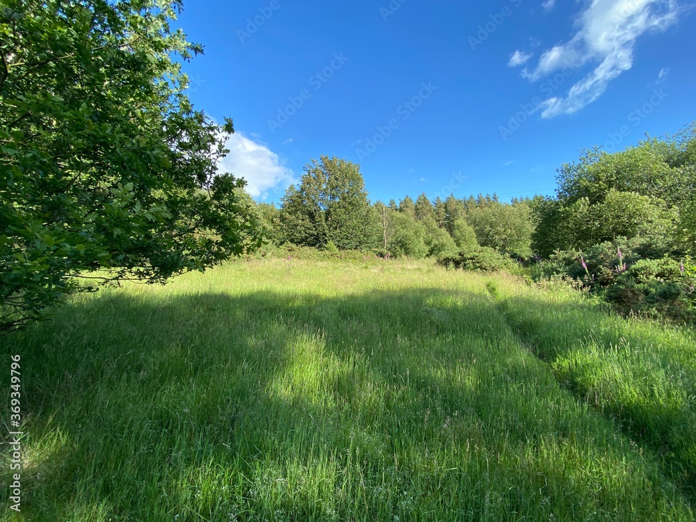 An overgrown meadow, with wild plants, trees, on a sunny day near, Fewston, Otley, UK