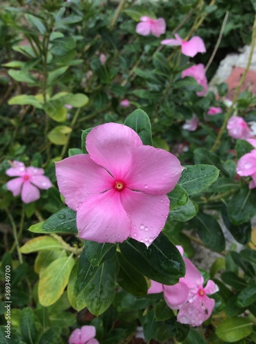 Pink flowers  vinca