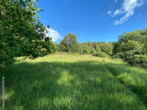 An overgrown meadow, with wild plants, trees, on a sunny day near, Fewston, Otley, UK