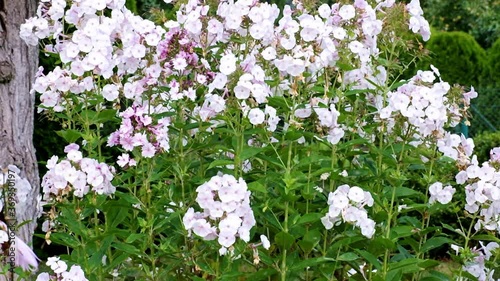 shrubs of white Sheep laurel flowers growing in the garden in full sun photo