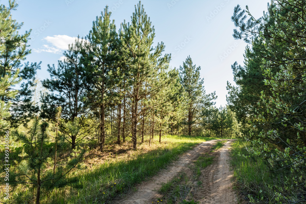 sandy road in the forest, nature abstract background sandy road in the forest, nature abstract background