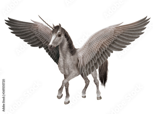 illustration  cheval  licorne  volant  ailes  vol  gris  beau  nature  animal  faune  fantastique  sauvage  libert  