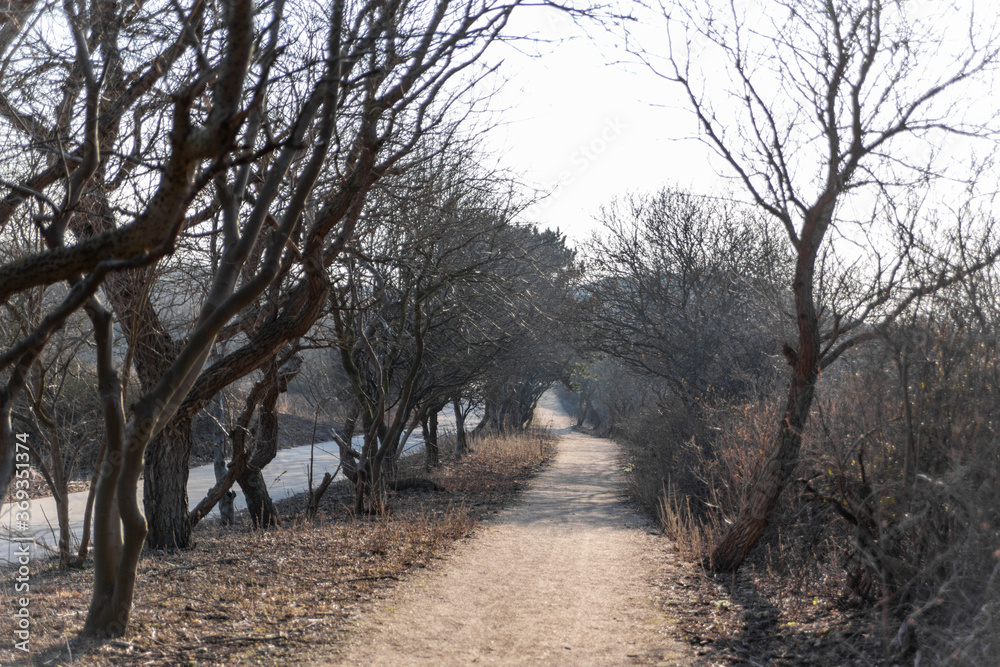 the path between the bare trees in early spring in the Netherlands goes to the North Sea