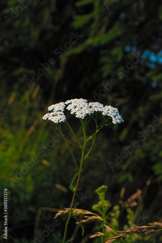 Close-up of a wild flower kwown as common yarrow under the evening sunlight, scientific name Achillea millefolium photo