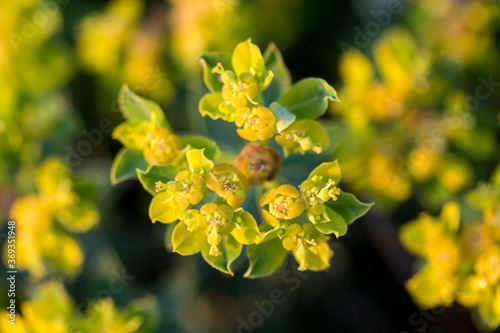 Maltese spurge  Euphorbia melitensis  is endemic to the Maltese Islands.