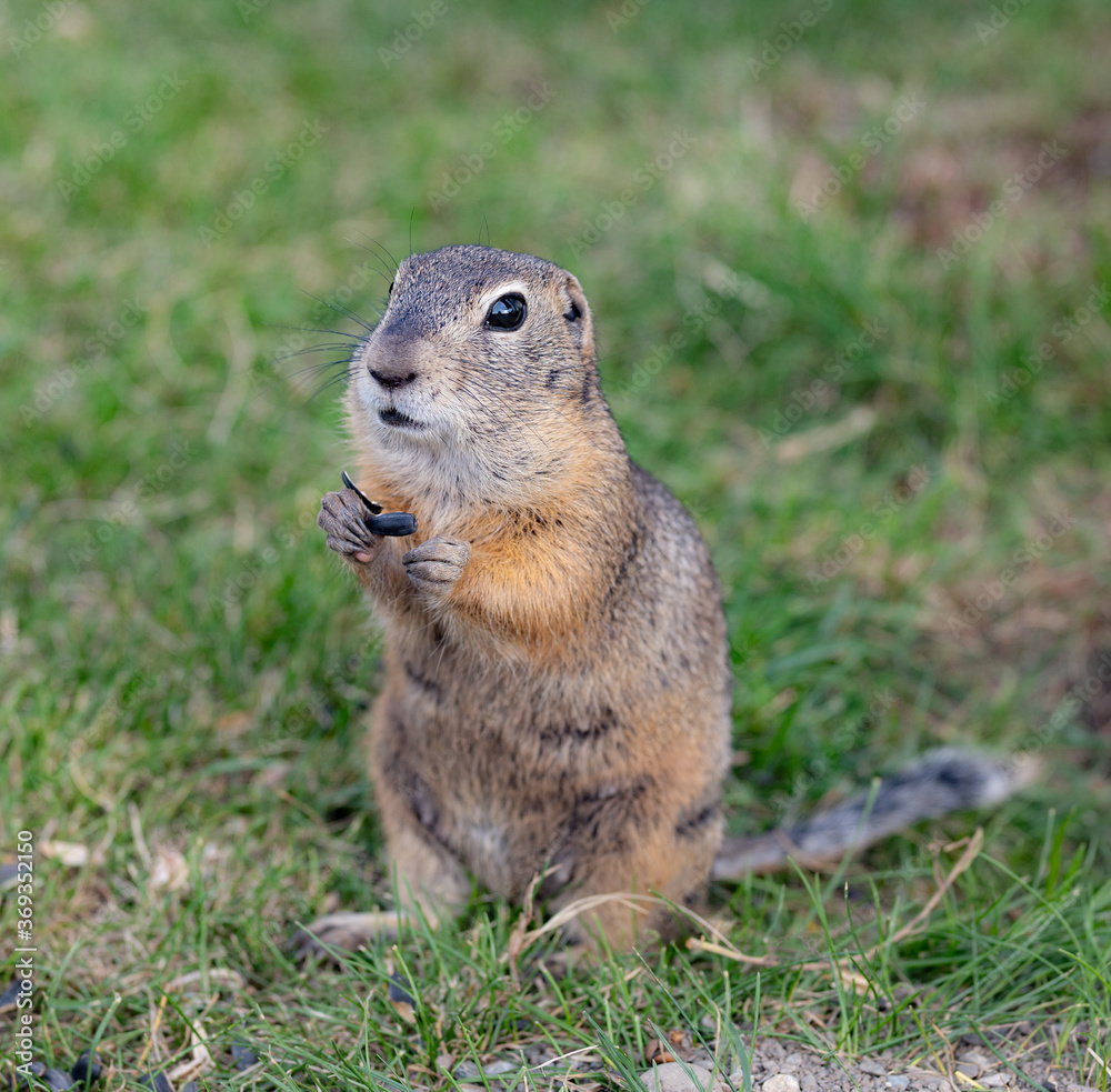Wild gopher on the green grass eating sunflower seeds Wild gopher on the green grass eating sunflower seeds