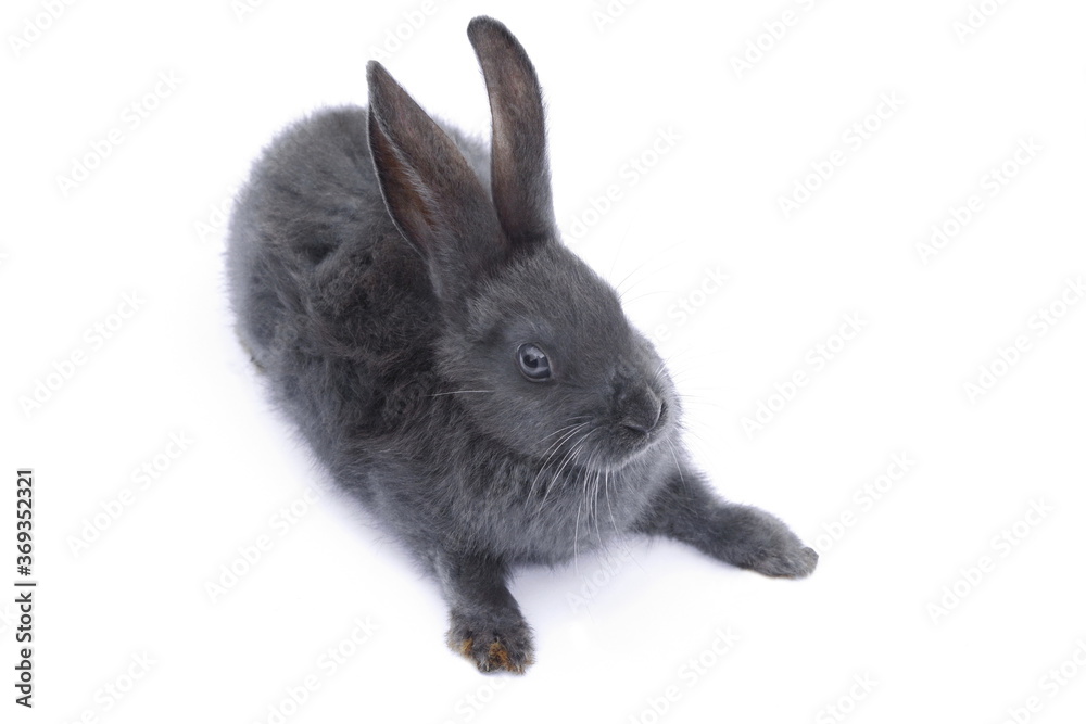 Obraz premium Grey Rabbit in front of white background.