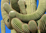 Saguaro Cactus - Close-up of saguaro cactus with it's arms intertweaved against blue sky.