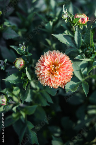 Dahlias in the garden on a large green bush. Delicate pink buds. Growing flowers.