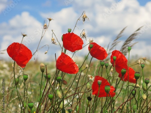 Poppies on a meadow - red poppy flowers  meadow flowers  blue sky  white clouds