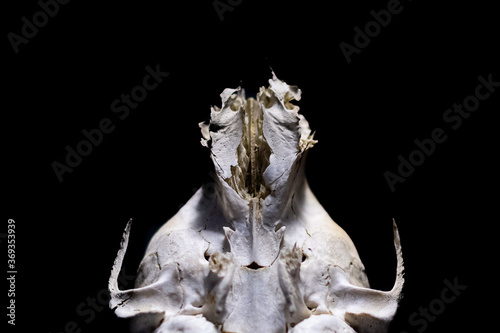 Interior view of the cranium of a racoon where it connected to the spinal cord on a solid black background.