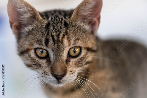 Portrait of a calm and attentive cat Greek straight, close-up, on a white background Young cat make big eyes and looks in front closeup. © Antonios