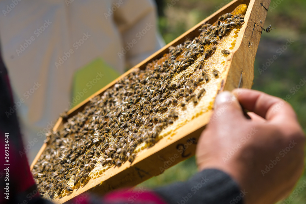 A farmer on a bee apiary holds frames with wax honeycombs. Planned preparation for the collection of honey. A farmer on a bee apiary holds frames with wax honeycombs. Planned preparation for the collection of honey.