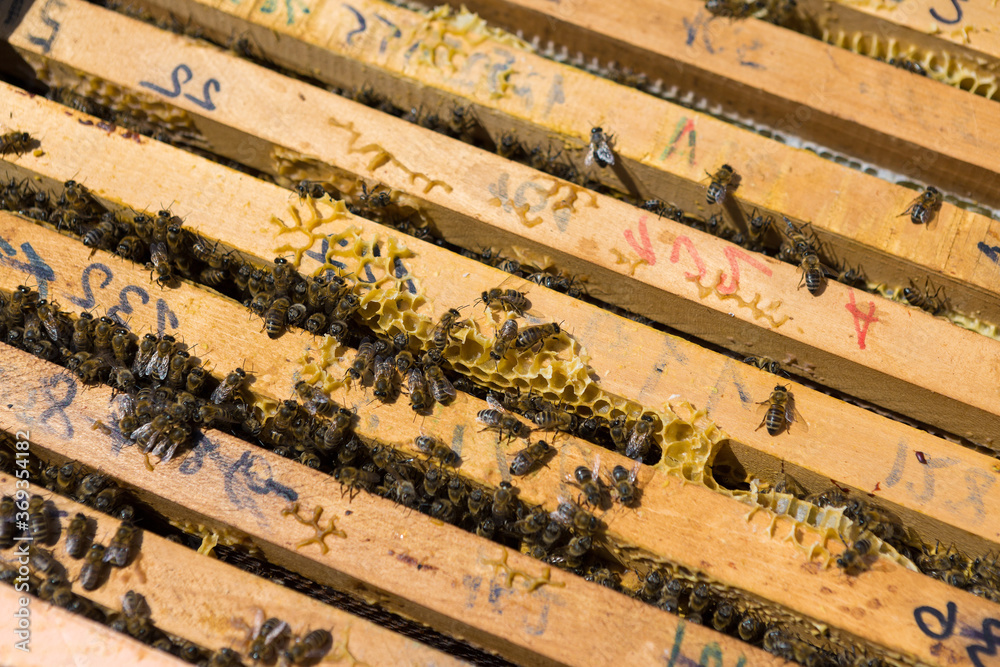 Closeup of a frame with a wax honeycomb of honey with bees on them. Apiary workflow. Closeup of a frame with a wax honeycomb of honey with bees on them. Apiary workflow.