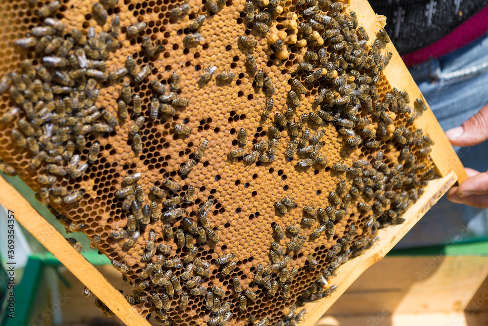 A farmer on a bee apiary holds frames with wax honeycombs. Planned preparation for the collection of honey. A farmer on a bee apiary holds frames with wax honeycombs. Planned preparation for the collection of honey.