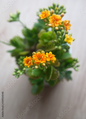 Blossoim of Yellow - orange Kalanchoe, Kalanchoe blossfeldiana