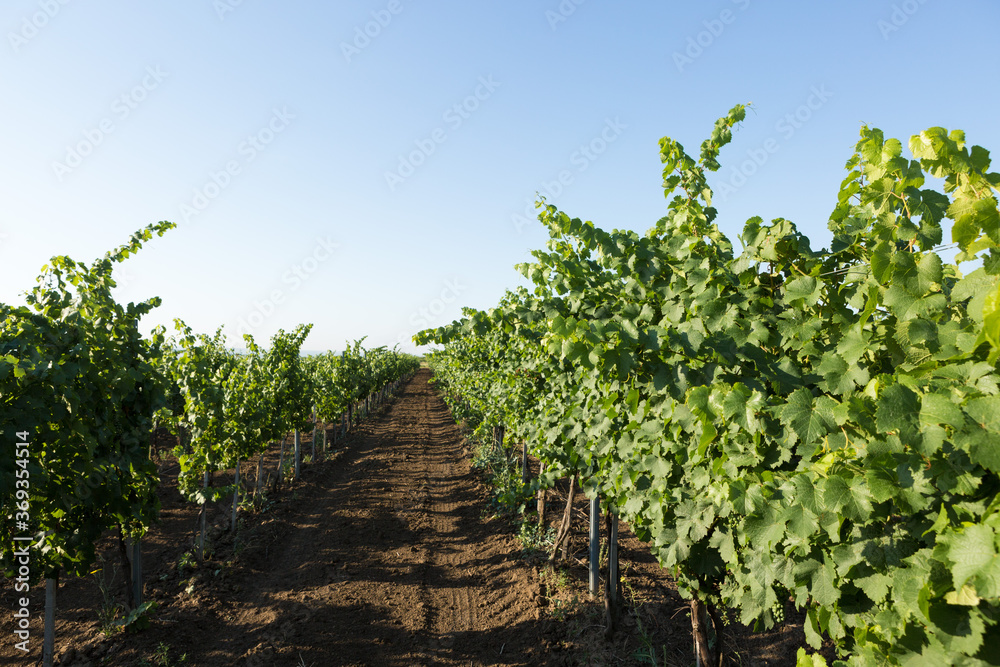 Vineyard plantation in summer. Green growing vine formed by bushes.
