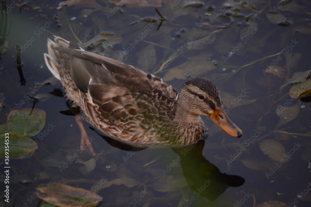 duck in the water