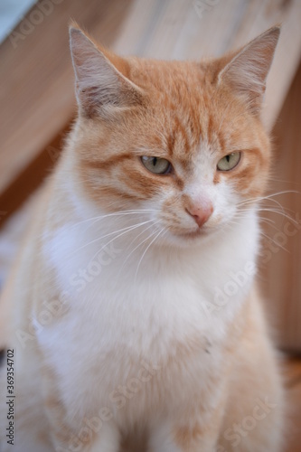 close up of cat