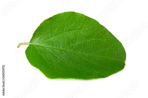 one green apple leaf isolated on white background