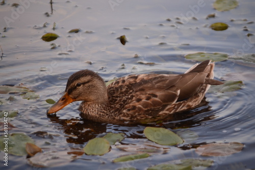 duck in the water