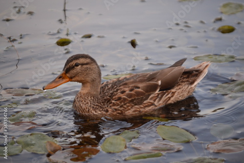 duck in the water