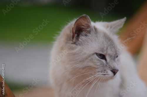 close up of cat