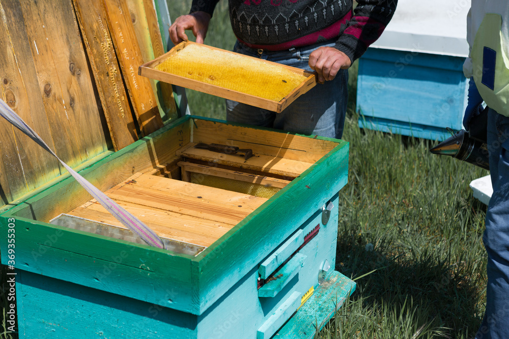 A farmer on a bee apiary holds frames with wax honeycombs. Planned preparation for the collection of honey. A farmer on a bee apiary holds frames with wax honeycombs. Planned preparation for the collection of honey.