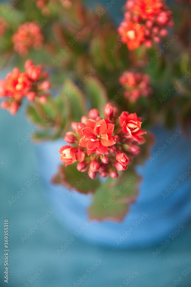 Kalanchoe plant with red flowers, Kalanchoe blossfeldiana, city garden plant Kalanchoe plant with red flowers, Kalanchoe blossfeldiana, city garden plant