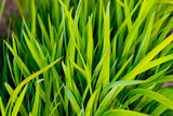 background of fresh green grass