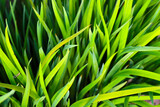 background of fresh green grass