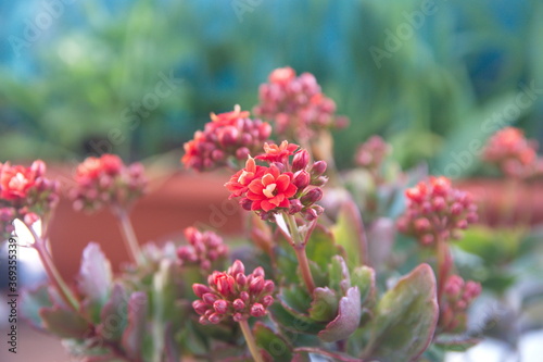 Kalanchoe plant with red flowers, Kalanchoe blossfeldiana,  city garden plant